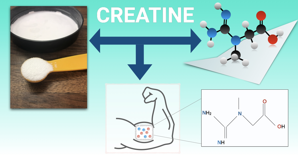 Creatine: What Is It And Should I Take It? - Elemental Fitness